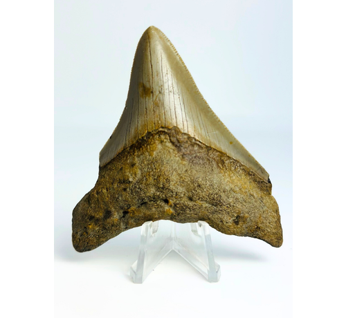 Dent de mégalodon "The Prehistoric" (US) - 7,8 cm
