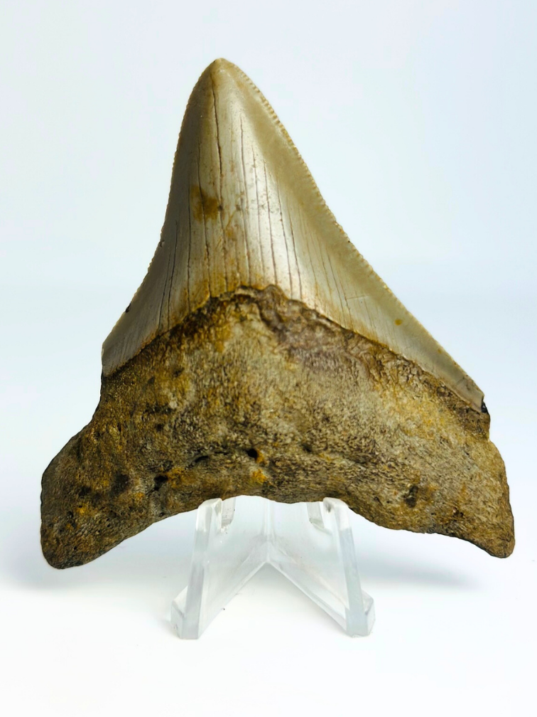 Megalodon-Zahn " The Prehistoric" (US) - 7,8 cm