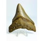 Dent de mégalodon "The Prehistoric" (US) - 7,8 cm
