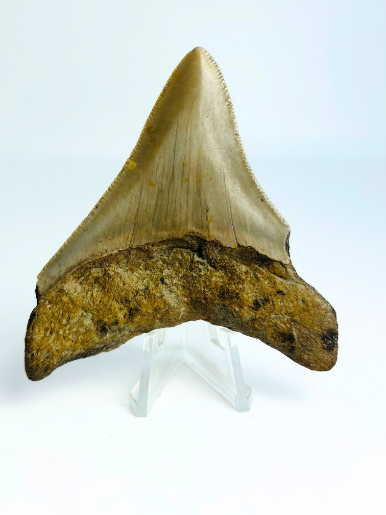 Megalodon-Zahn " The Prehistoric" (US) - 7,8 cm