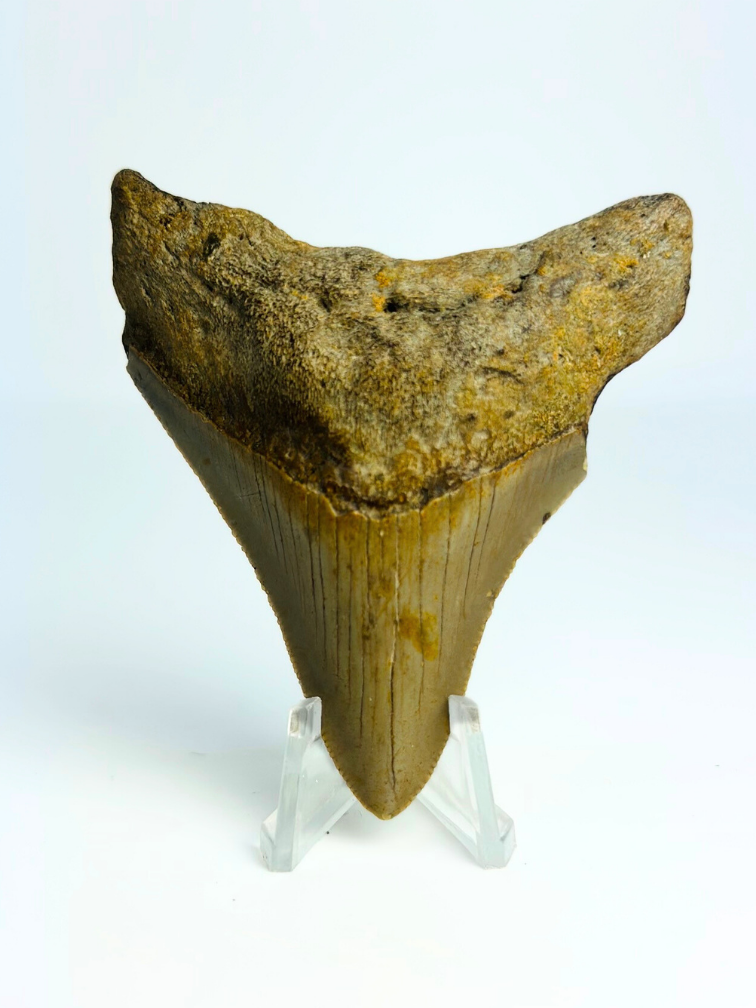 Megalodon-Zahn " The Prehistoric" (US) - 7,8 cm