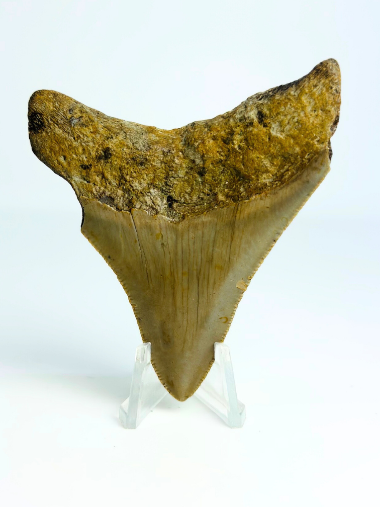 Dente di Megalodon "The Prehistoric" (USA) - 7,8 cm
