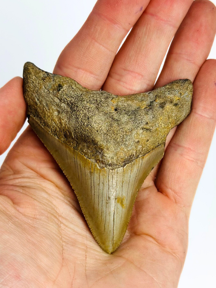 Dente di Megalodon "The Prehistoric" (USA) - 7,8 cm