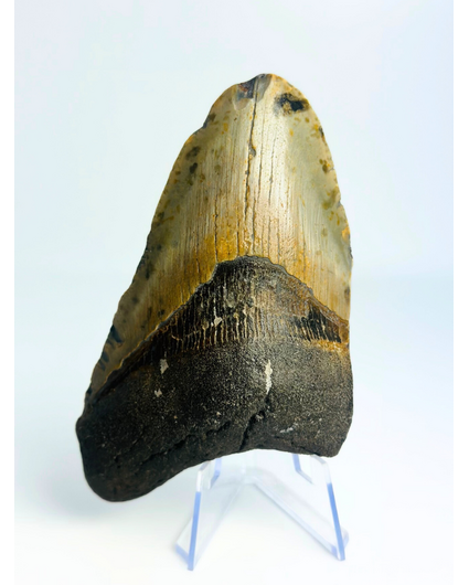 Diente de Megalodón "Angellic Song" (USA) - 11,4 cm