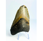 Dente di Megalodon "Angellic Song" (USA) - 11,4 cm