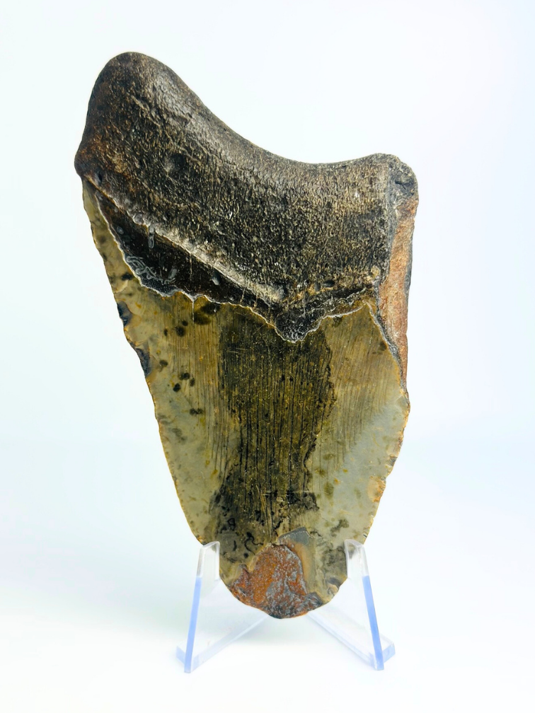 Megalodon tand "Angellic Song" (VS) - 11,4 cm