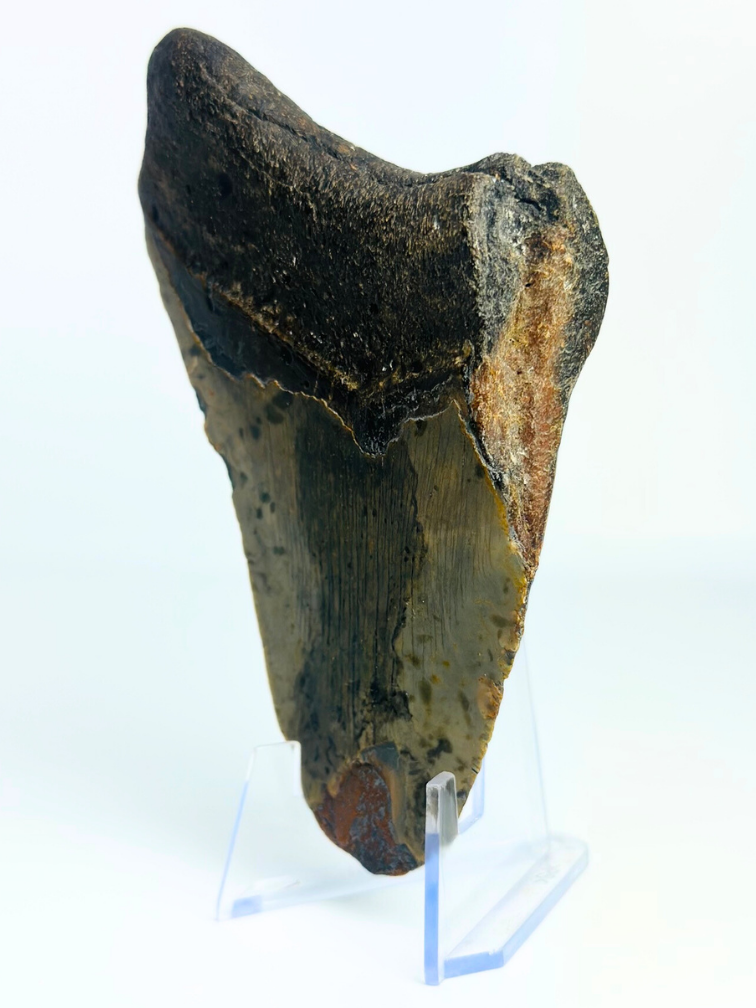 Megalodon tooth "Angellic Song" (USA) - 11,4 cm