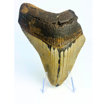 Dent de mégalodon ''Displaced Emblem'' (US) - 11,5 cm