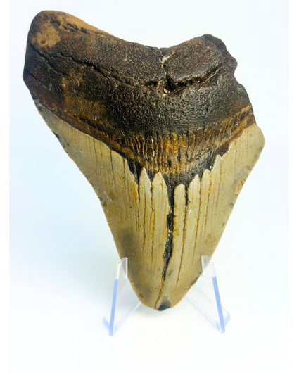 Megalodon tooth ''Displaced Emblem'' (US) - 11,5 cm