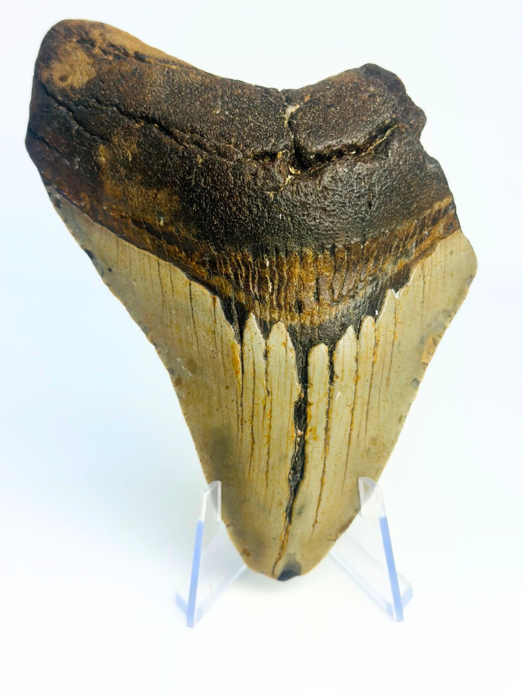 Megalodon-Zahn ''Displaced Emblem'' (US) - 11,5 cm