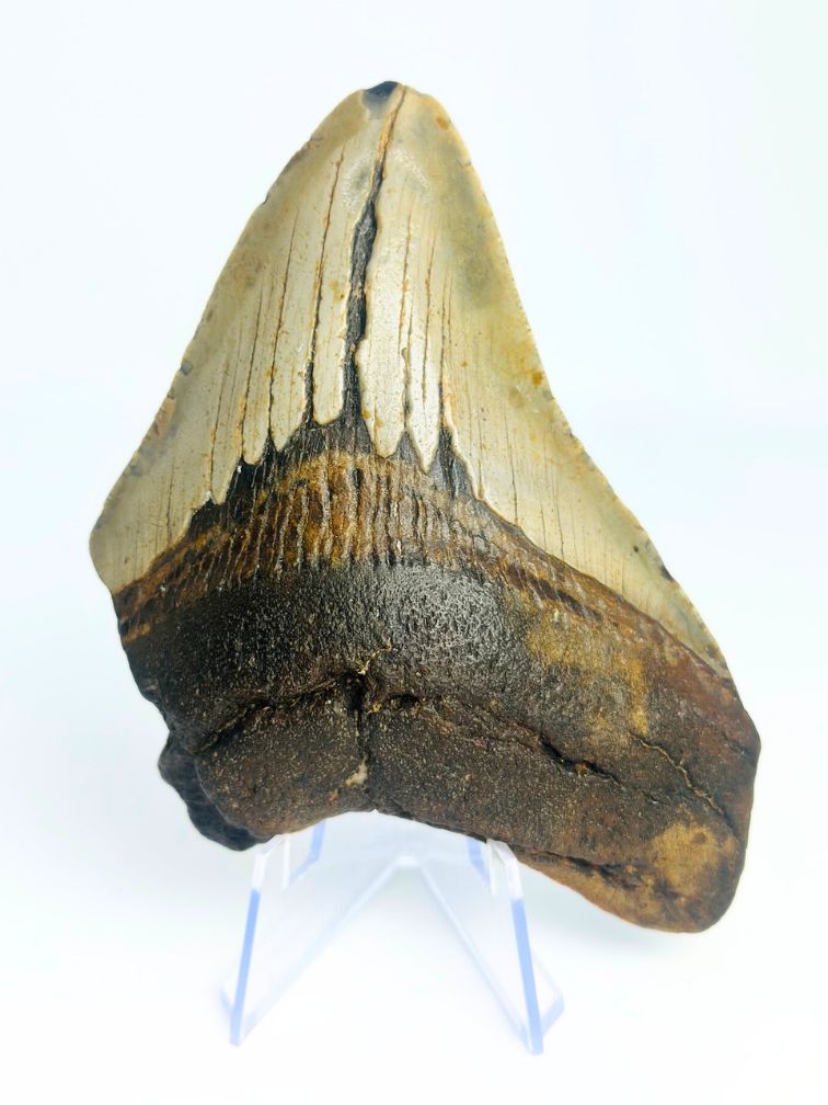 Megalodon tooth ''Displaced Emblem'' (US) - 11,5 cm