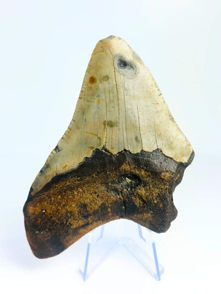 Megalodon tooth ''Displaced Emblem'' (US) - 11,5 cm