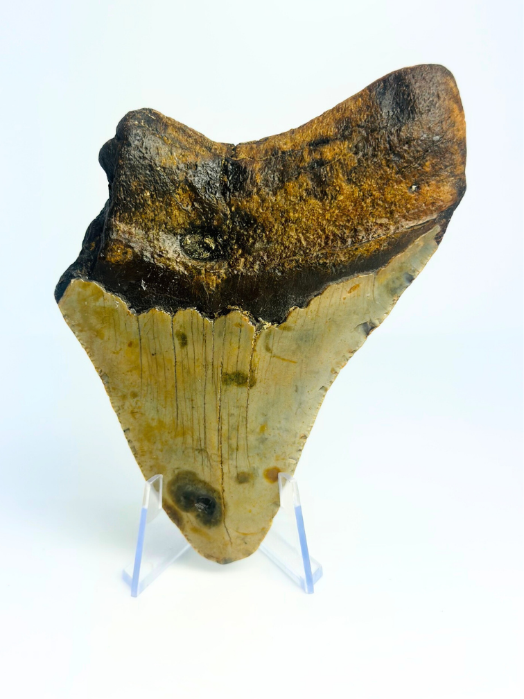 Megalodon tooth ''Displaced Emblem'' (US) - 11,5 cm