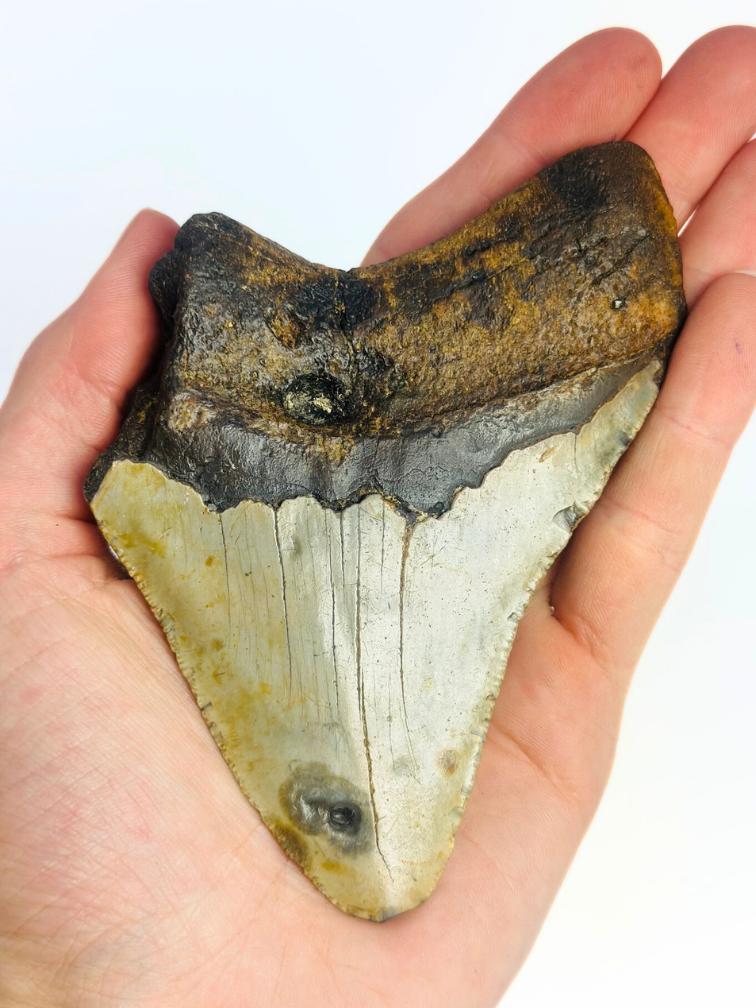 Megalodon tooth ''Displaced Emblem'' (US) - 11,5 cm