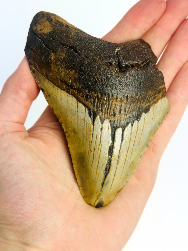 Megalodon tand ''Displaced Emblem'' (VS) - 11,5 cm