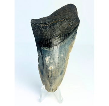 Megalodon tand ''The Revealed'' (VS) - 10,4 cm