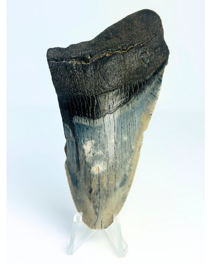 Megalodon tand ''The Revealed'' (VS) - 10,4 cm