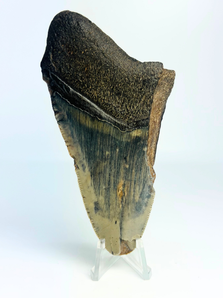 Diente de Megalodón ''The Revealed'' (EE. UU.) - 10,4 cm