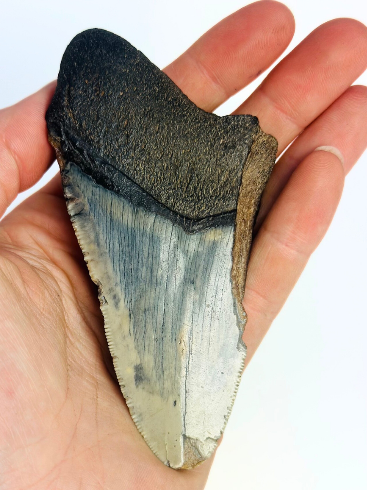 Diente de Megalodón ''The Revealed'' (EE. UU.) - 10,4 cm