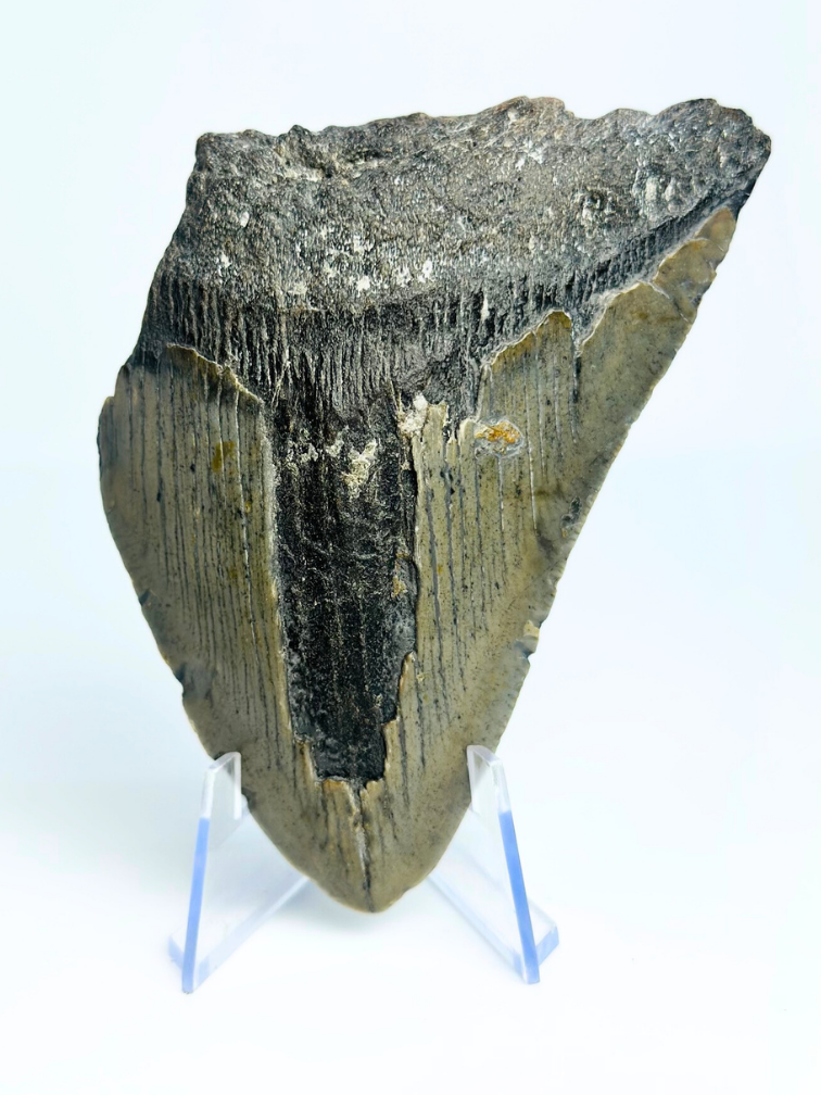 Diente de Megalodon "The Fatal" (US) - 9,8 cm