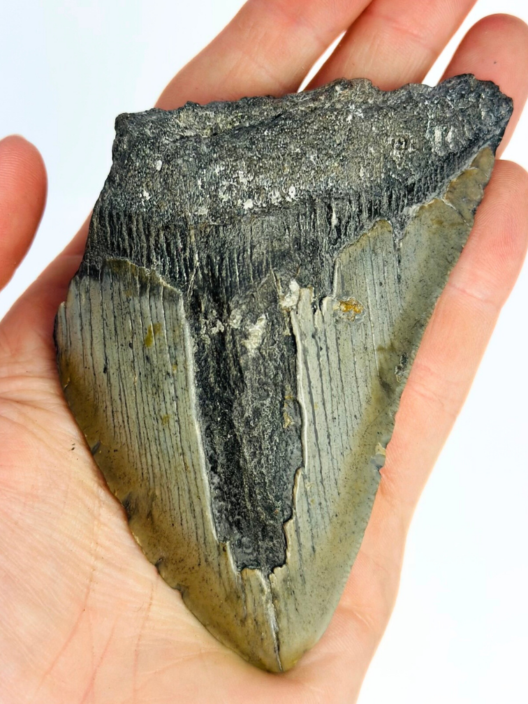 Diente de Megalodon "The Fatal" (US) - 9,8 cm