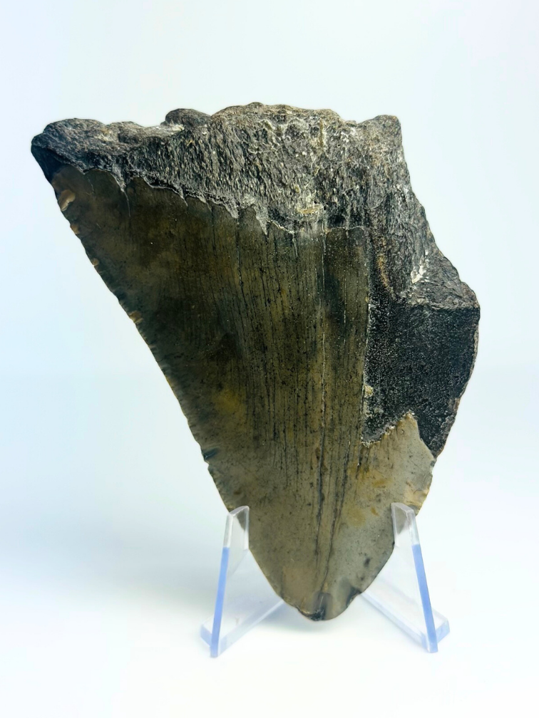 Diente de Megalodon "The Fatal" (US) - 9,8 cm