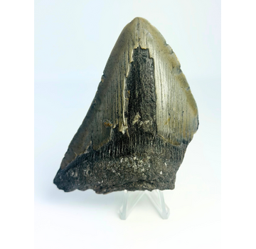 Megalodon Tand "The Fatal" (VS) - 9,8 cm