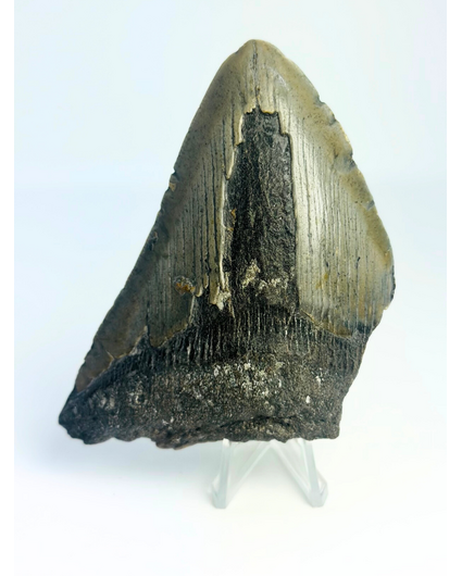 Diente de Megalodon "The Fatal" (US) - 9,8 cm