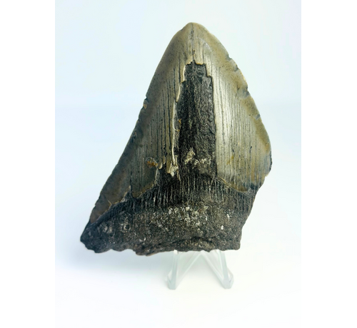 Megalodon Tooth "The Fatal" (US) - 9.8 cm