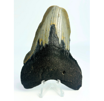 Megalodon Tand "Ritual of Divination" (VS) - 9,7 cm