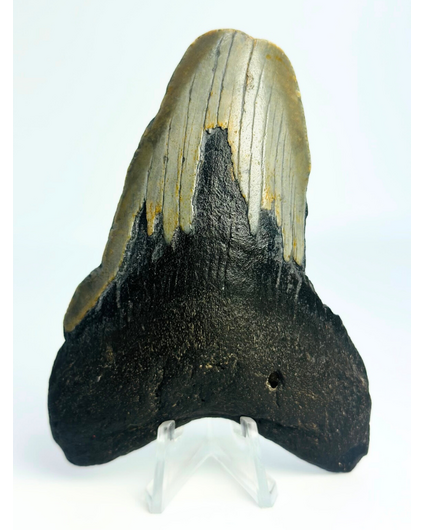 Diente de megalodón "Ritual of Divination" (USA) - 9,7 cm