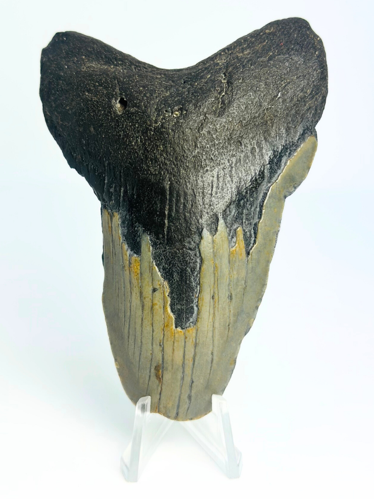 Megalodon Tand "Ritual of Divination" (VS) - 9,7 cm