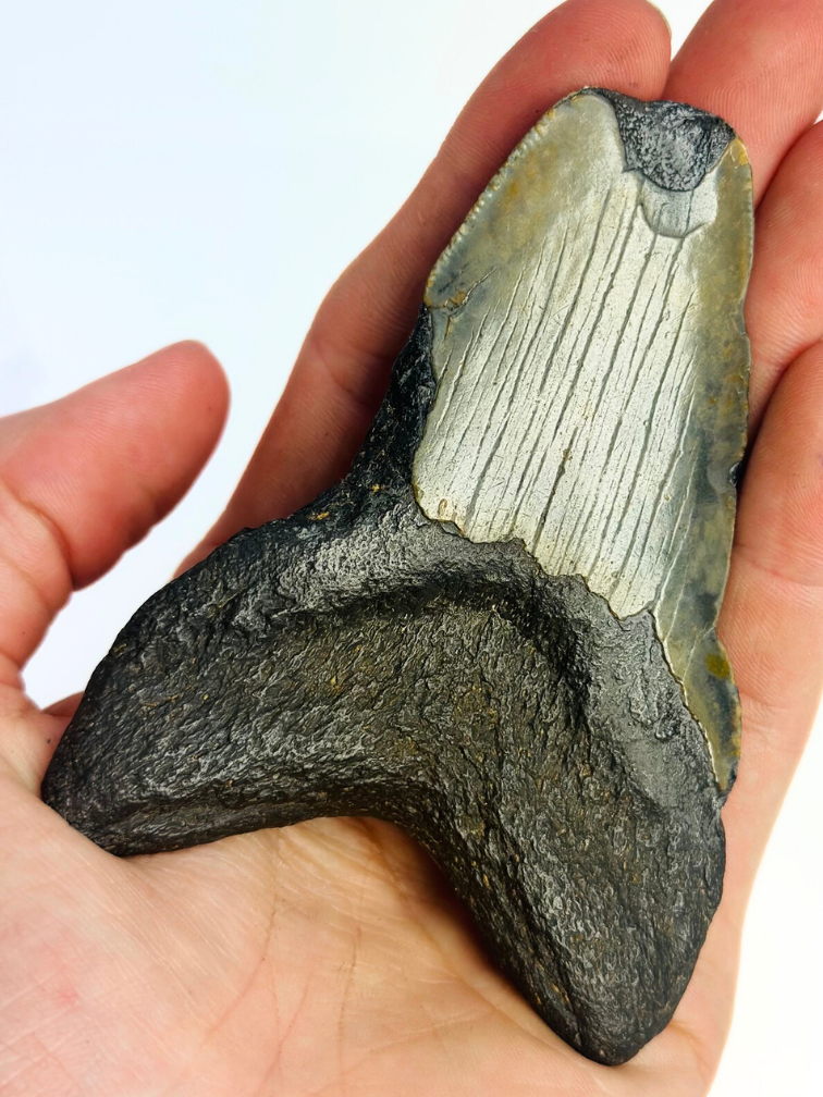 Megalodon Tand "Ritual of Divination" (VS) - 9,7 cm