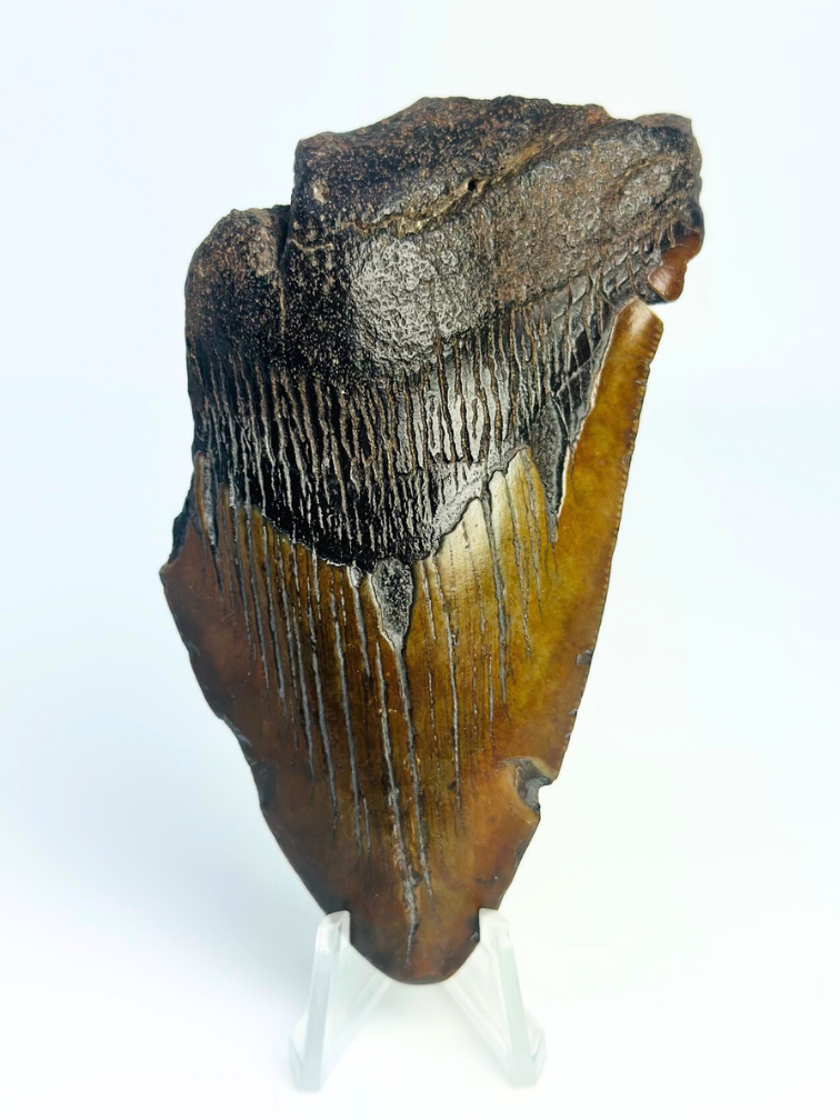 Megalodon-Zahn "Malicious Chainsaw" (USA) - 10 cm