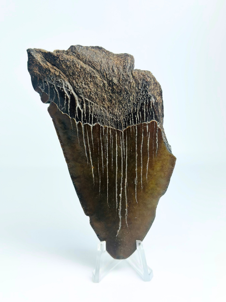 Megalodon-Zahn "Malicious Chainsaw" (USA) - 10 cm