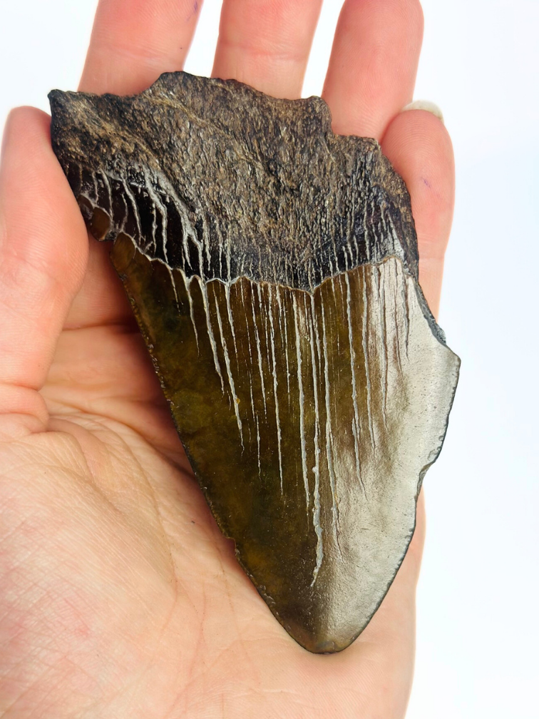 Dente di megalodonte "Malicious Chainsaw" (USA) - 10 cm