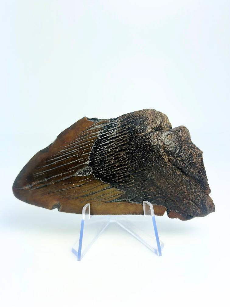 Megalodon-Zahn "Malicious Chainsaw" (USA) - 10 cm