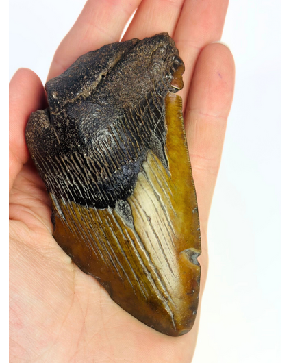 Dente di megalodonte "Malicious Chainsaw" (USA) - 10 cm