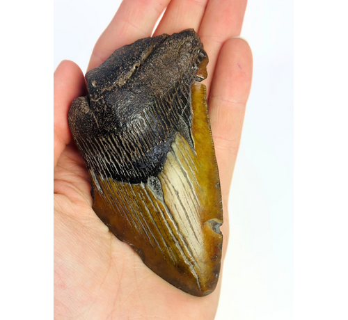 Dente di megalodonte "Malicious Chainsaw" (USA) - 10 cm