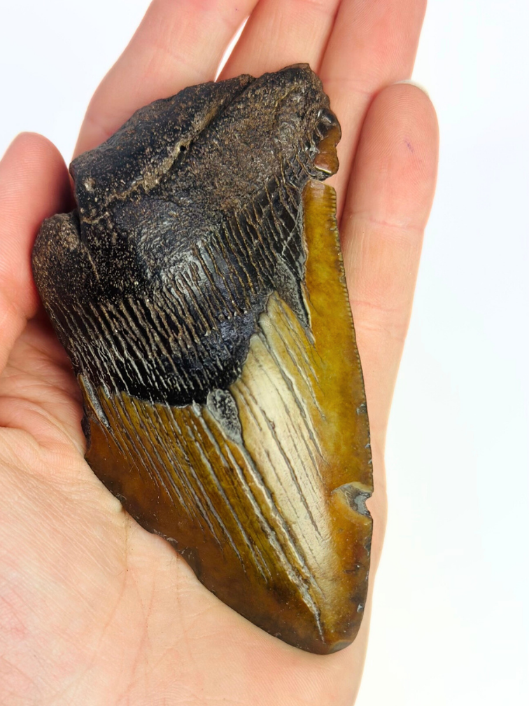 Megalodon-Zahn "Malicious Chainsaw" (USA) - 10 cm