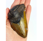 Megalodon Tooth "Malicious Chainsaw" (USA) - 10 cm