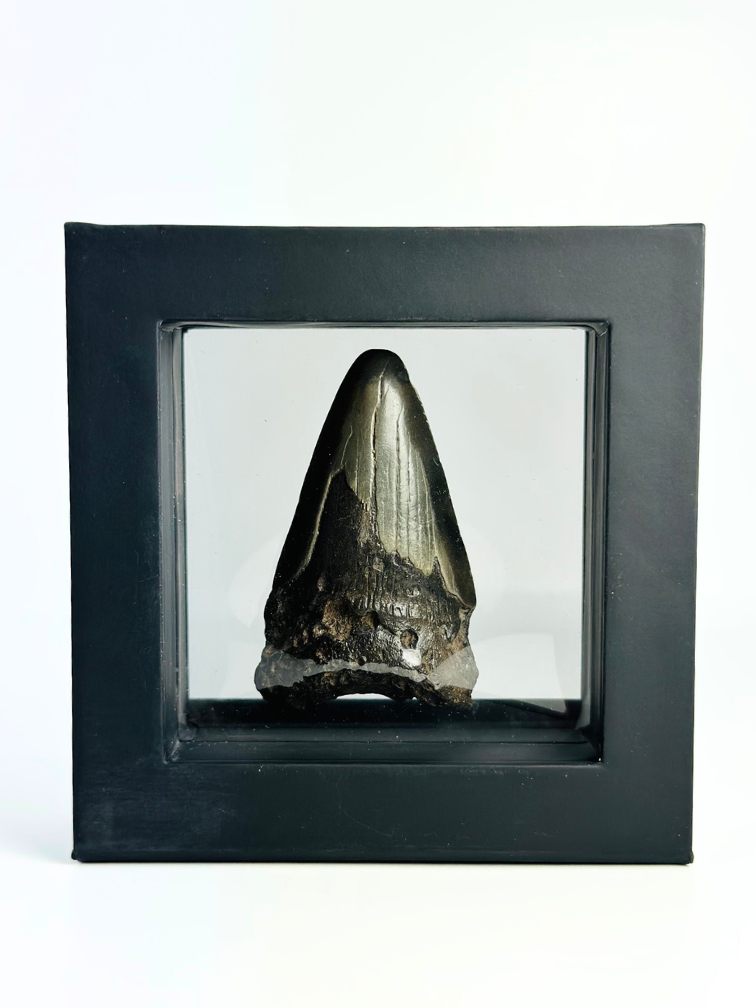 Diente de Megalodon " Caged Knight" - 3D frame - (VS) - 10X10 cm