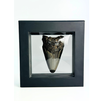 Dente di Megalodonte " Caged Knight" - 3D frame - (VS) - 10X10 cm