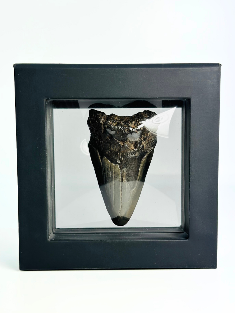 Dente di Megalodonte " Caged Knight" - 3D frame - (VS) - 10X10 cm