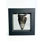 Megalodon Tooth "Caged Knight" - 3D frame- (VS) - 10X10 cm