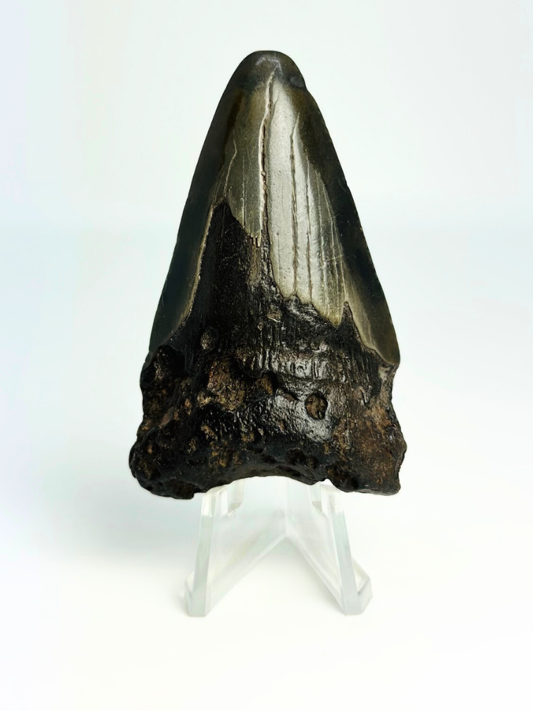 Dente di Megalodonte " Caged Knight" - 3D frame - (VS) - 10X10 cm
