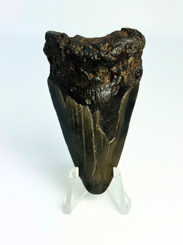 Dente di Megalodonte " Caged Knight" - 3D frame - (VS) - 10X10 cm
