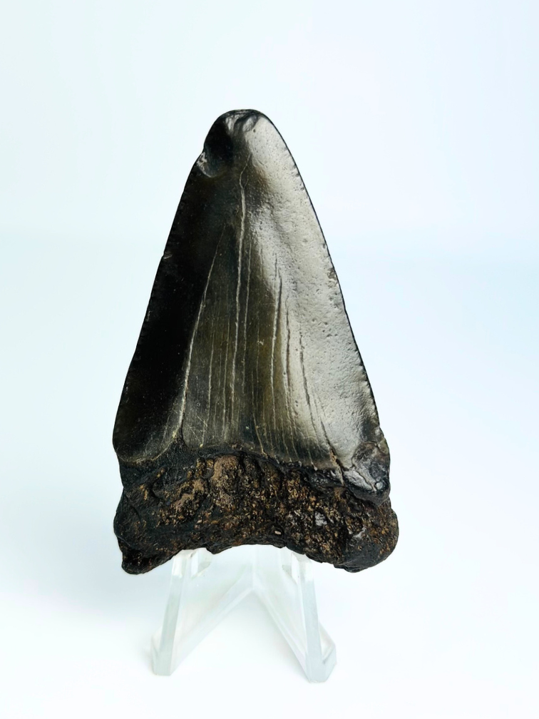 Diente de Megalodon " Caged Knight" - 3D frame - (VS) - 10X10 cm