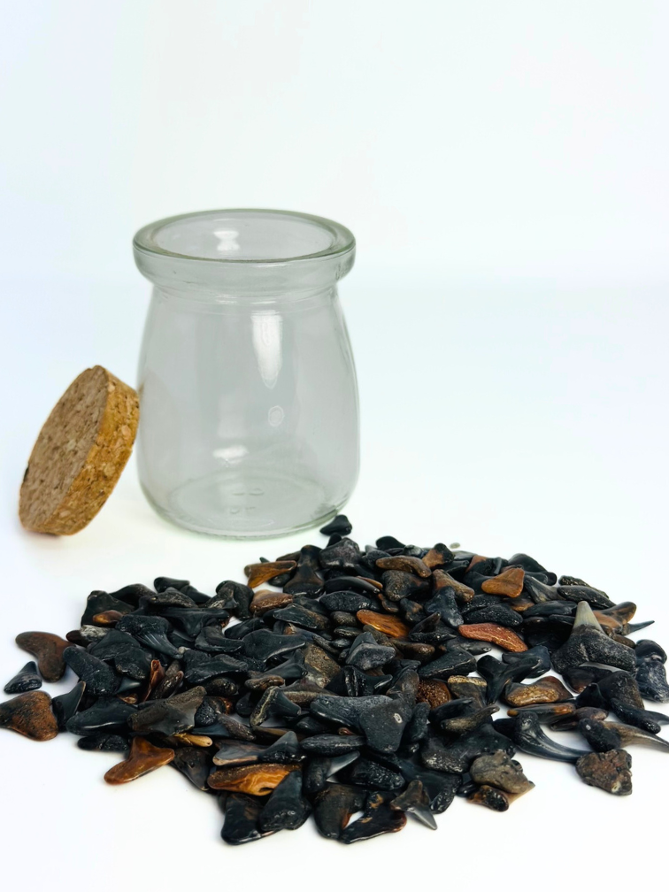 Bottiglia con denti di squalo di Venice Beach