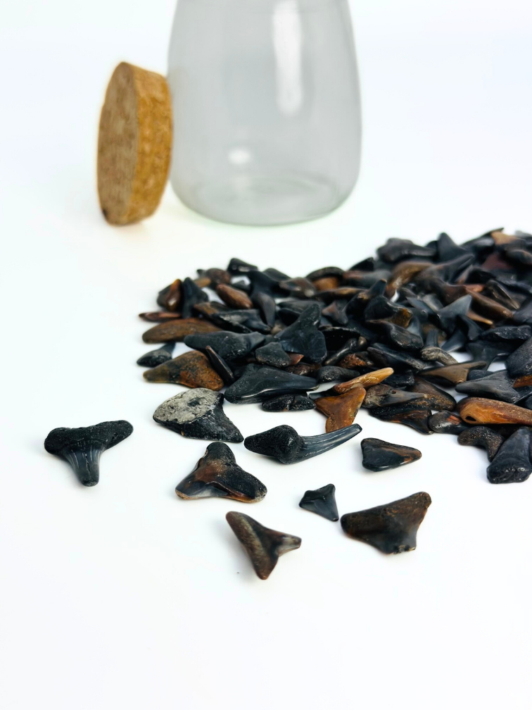 Bottiglia con denti di squalo di Venice Beach